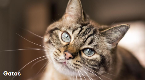 Gatos